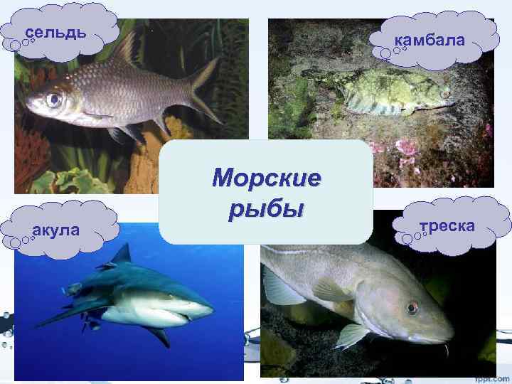 сельдь акула камбала Морские рыбы треска 