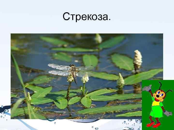 Стрекоза. 