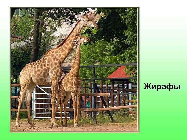 Жирафы 