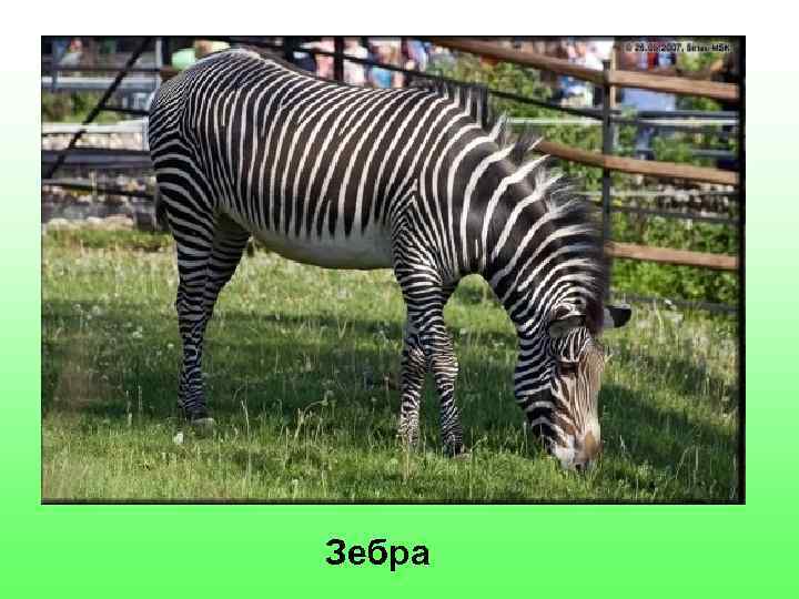 Зебра 