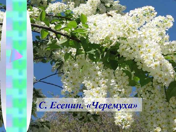 С. Есенин. «Черемуха» 