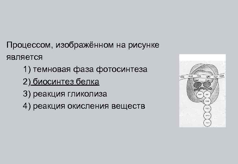 Биосинтез белка. Какой процесс изображен на рисунке под цифрой 1.