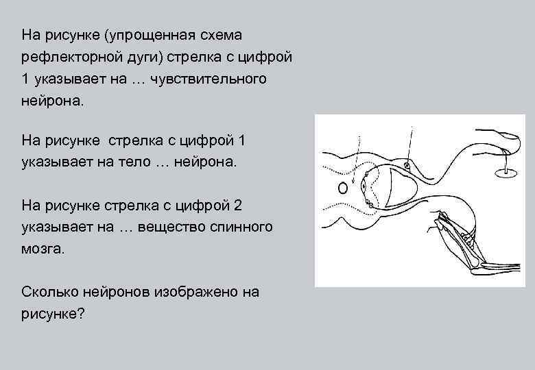 Что отсутствует в изображенной схеме рефлекторной дуги