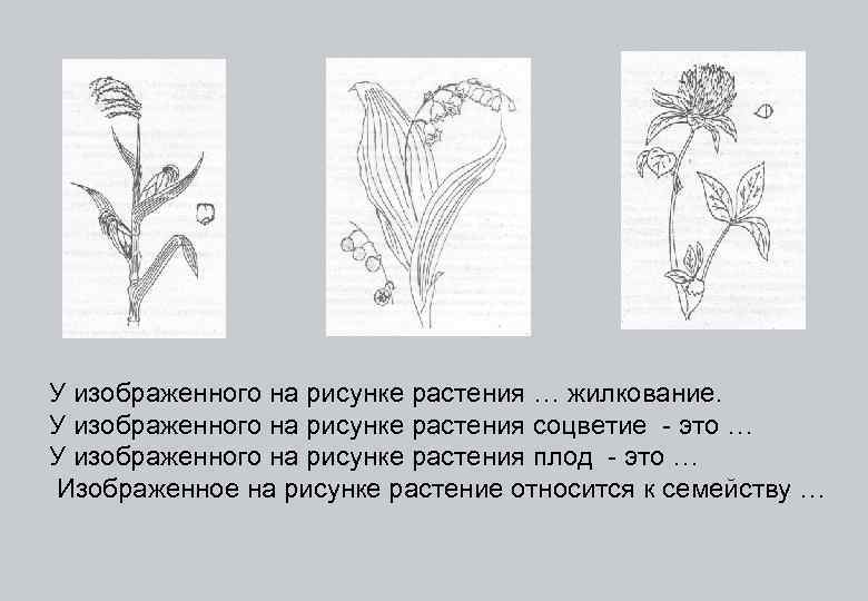 У изображенного на рисунке растения … жилкование. У изображенного на рисунке растения соцветие -