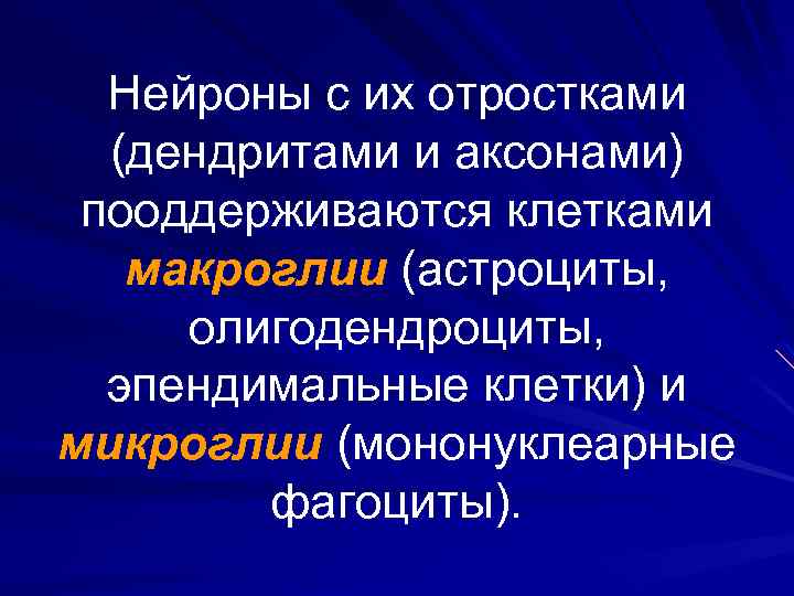 Нейроны с их отростками (дендритами и аксонами) пооддерживаются клетками макроглии (астроциты, олигодендроциты, эпендимальные клетки)