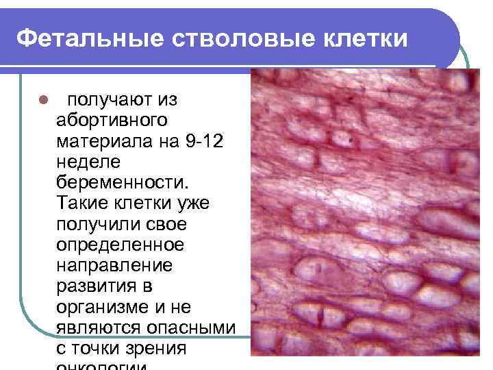 Фетальные стволовые клетки l получают из абортивного материала на 9 -12 неделе беременности. Такие