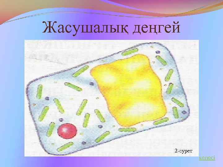 Жасушалық деңгей 2 -сурет келесі 