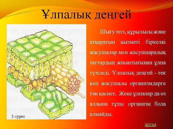 Ұлпалық деңгей Шығу тегі, құрылысы және атқаратын қызметі біркелкі жасушалар мен жасушааралық заттардың жиынтығынан