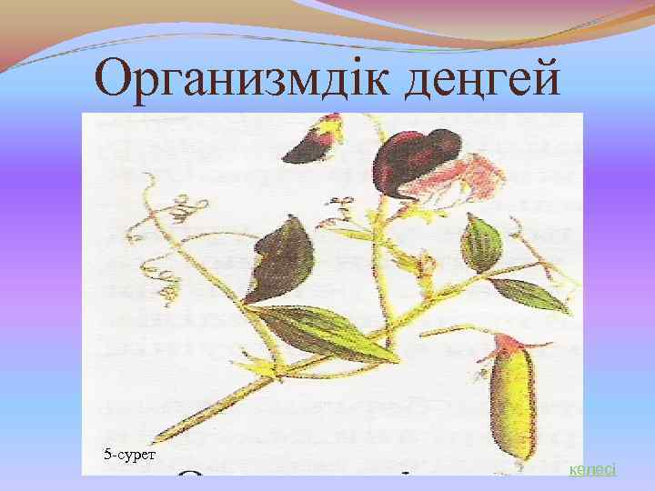 Организмдік деңгей 5 -сурет келесі 