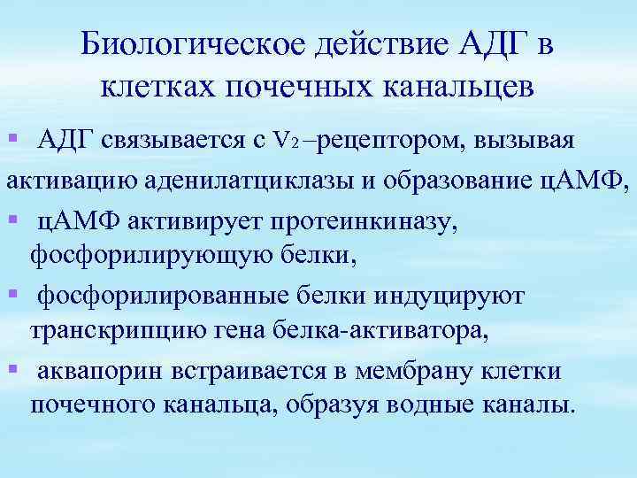 Биологическое действие АДГ в клетках почечных канальцев § АДГ связывается с V 2 –рецептором,