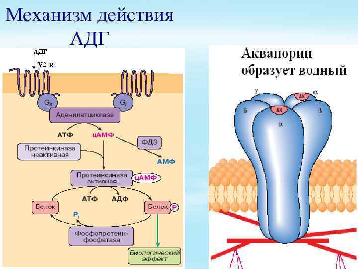 Обмен минеральных солей схема биология 8 класс