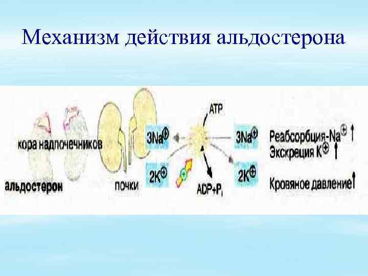 Механизм действия альдостерона 