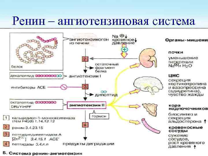 Ренин – ангиотензиновая система 