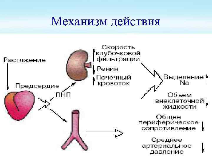 Механизм действия 