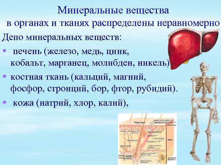 Минеральные вещества в органах и тканях распределены неравномерно Депо минеральных веществ: § печень (железо,