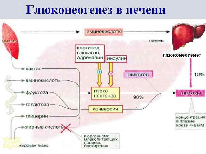 Глюконеогенез в печени 