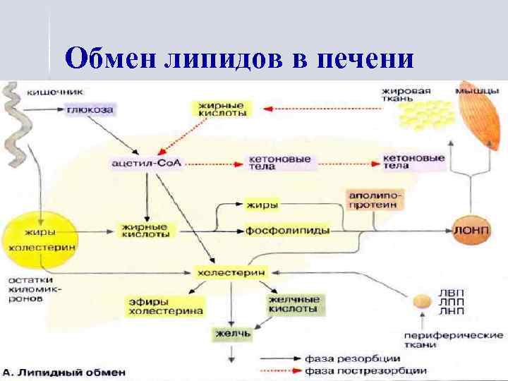 Обмен липидов в печени 