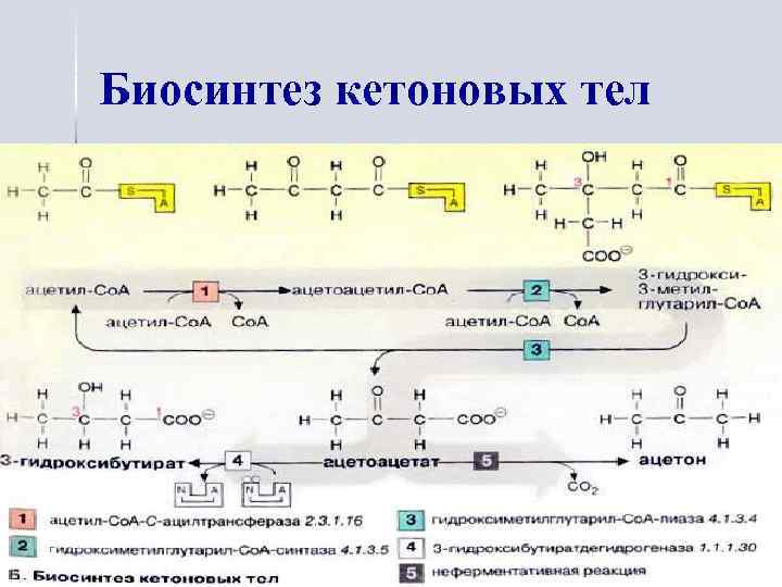Биосинтез кетоновых тел 