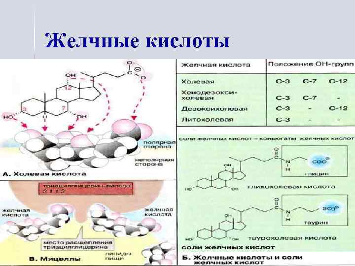 Желчные кислоты 