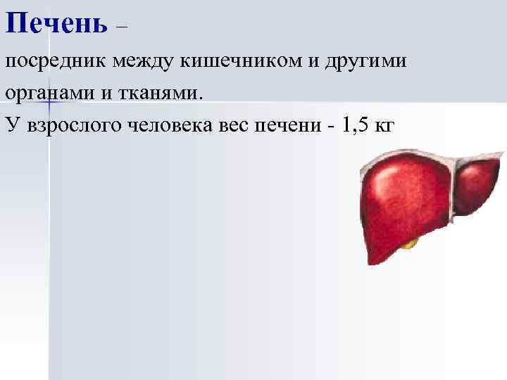 Печень – посредник между кишечником и другими органами и тканями. У взрослого человека вес