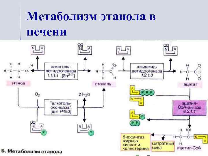 Метаболизм этанола в печени 