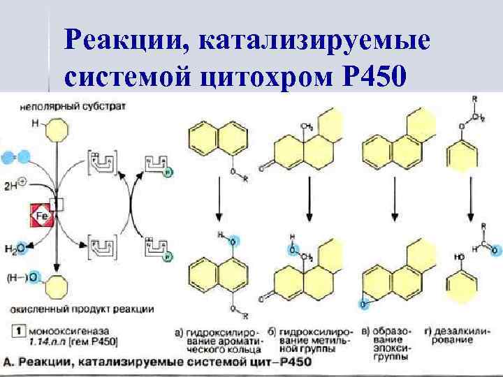 Реакции, катализируемые системой цитохром Р 450 