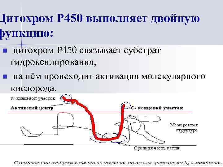 Цитохром Р 450 выполняет двойную функцию: n n цитохром Р 450 связывает субстрат гидроксилирования,