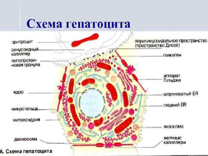 Гепатобилиарная система картинка