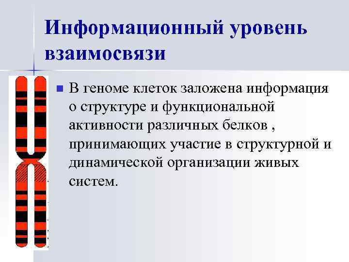 Информационный уровень взаимосвязи n В геноме клеток заложена информация о структуре и функциональной активности