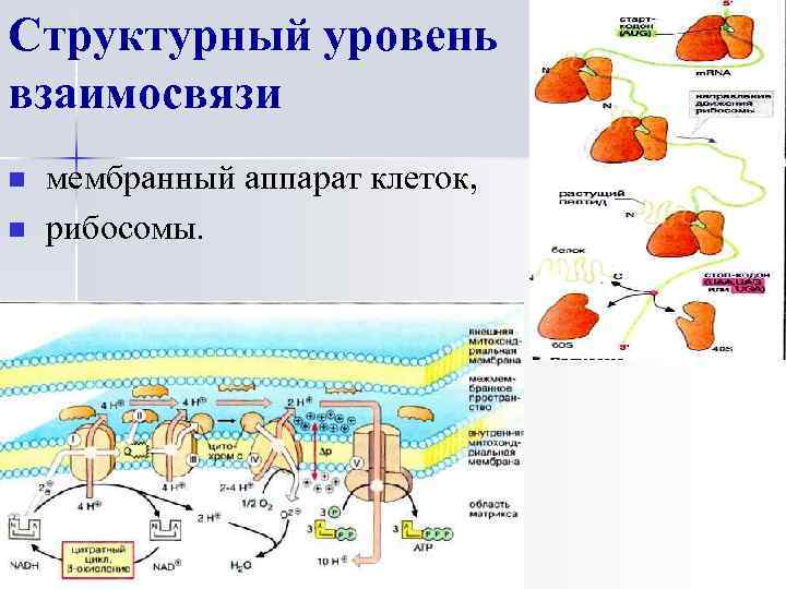 Структурный уровень взаимосвязи n n мембранный аппарат клеток, рибосомы. 