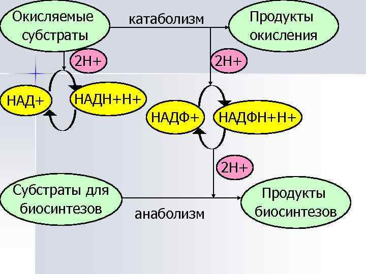Окисляемые субстраты 2 Н+ НАД+ Продукты окисления катаболизм 2 Н+ НАДН+Н+ НАДФН+Н+ 2 Н+