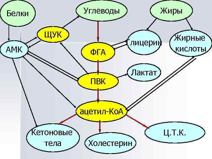 Углеводы Белки ЩУК АМК ФГА ПВК Жиры Глицерин Жирные кислоты Лактат ацетил-Ко. А Кетоновые