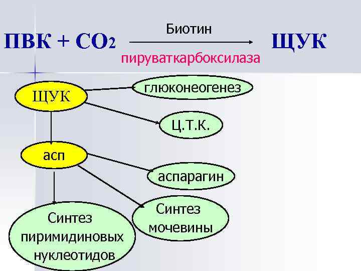 ПВК + СО 2 Биотин пируваткарбоксилаза ЩУК глюконеогенез Ц. Т. К. аспарагин Синтез пиримидиновых