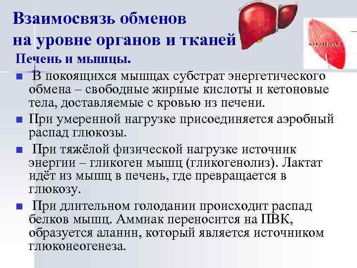 Взаимосвязь обменов на уровне органов и тканей Печень и мышцы. n В покоящихся мышцах