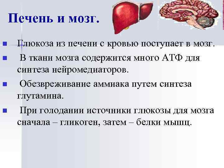 Печень и мозг. n n Глюкоза из печени с кровью поступает в мозг. В