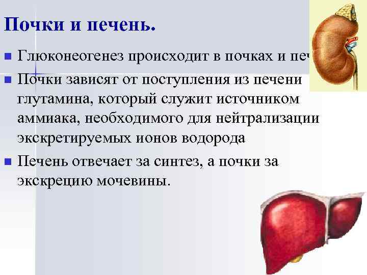 Почки и печень. n n n Глюконеогенез происходит в почках и печени. Почки зависят