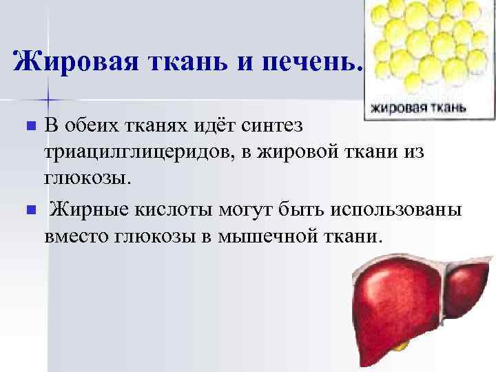 Жировая ткань и печень. n n В обеих тканях идёт синтез триацилглицеридов, в жировой