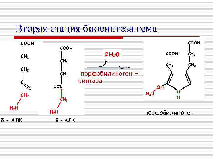 Вторая стадия биосинтеза гема порфобилиноген – синтаза порфобилиноген 