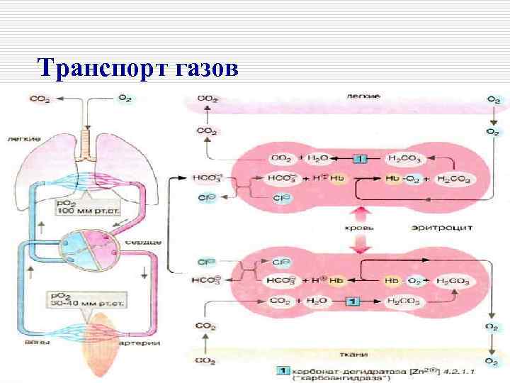 Транспорт газов 