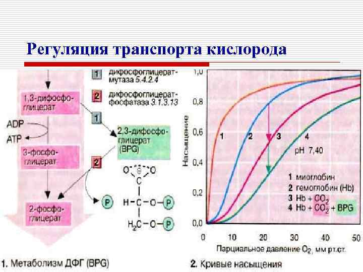 Регуляция транспорта кислорода 