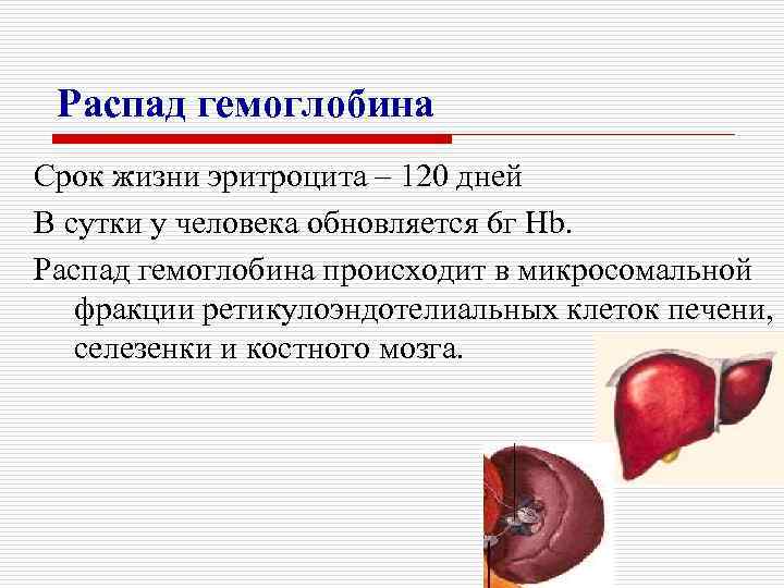 Распад гемоглобина Срок жизни эритроцита – 120 дней В сутки у человека обновляется 6