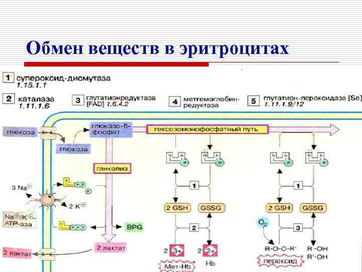 Обмен веществ в эритроцитах 