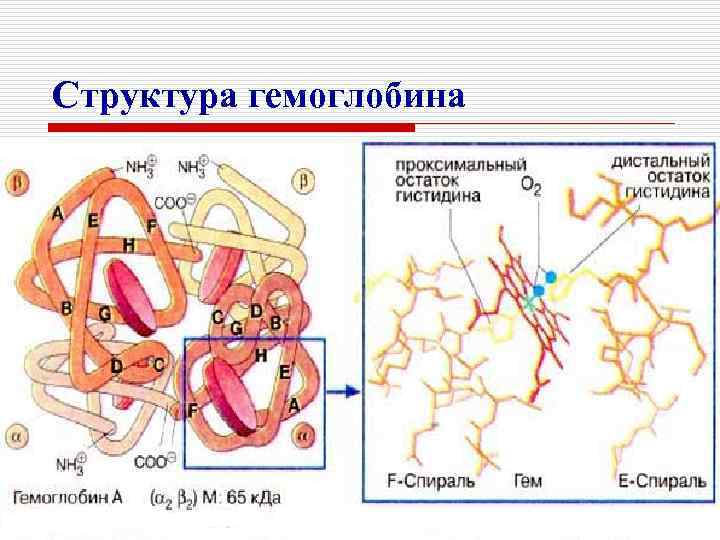 Структура гемоглобина 