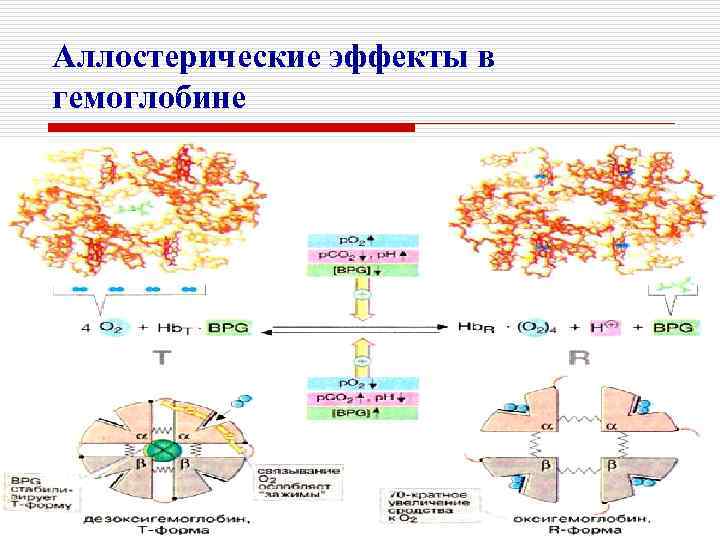 Аллостерические эффекты в гемоглобине 