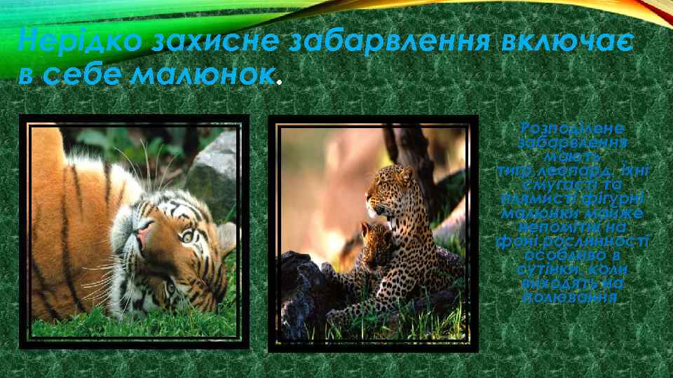 Нерідко захисне забарвлення включає в себе малюнок. Розподілене забарвлення мають тигр, леопард. Їхні смугасті