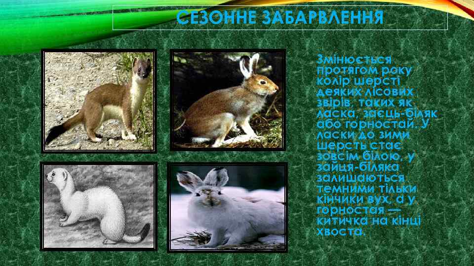 СЕЗОННЕ ЗАБАРВЛЕННЯ Змінюється протягом року колір шерсті деяких лісових звірів, таких як ласка, заєць-біляк