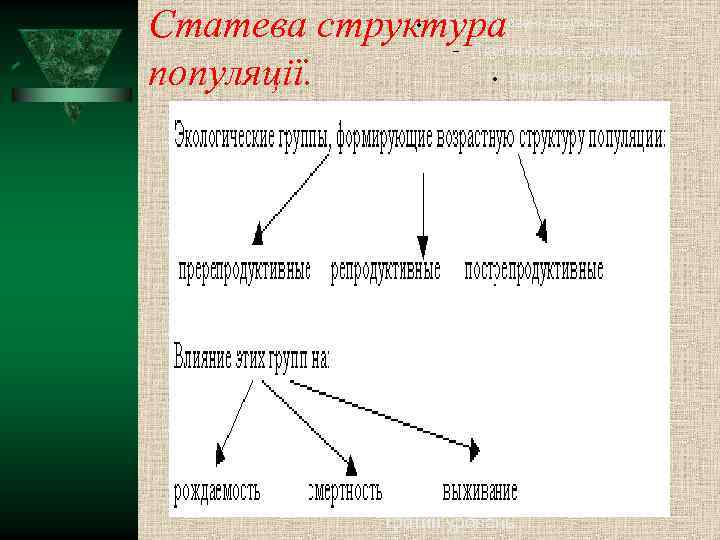 Статева структура популяції. Второй уровень структуры Третий уровень структуры Четвёртый уровень структуры Пятый уровень