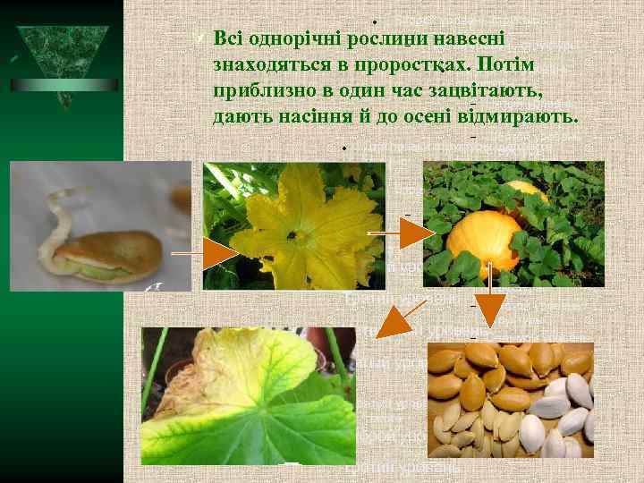  Второй уровень структуры Всі однорічні рослини. Третий уровень структуры навесні знаходяться в проростках.