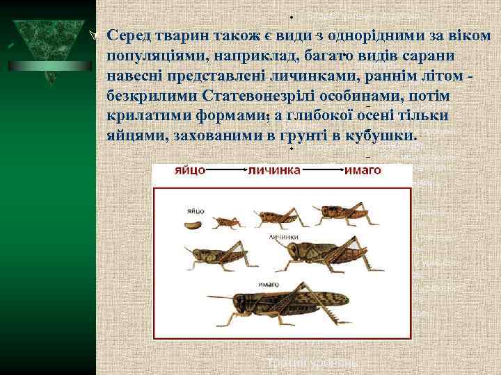  Второй уровень структуры Третий уровень структуры Серед тварин також є види з однорідними