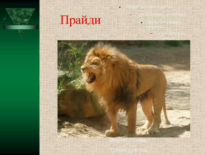  Прайди Второй уровень структуры Третий уровень структуры Четвёртый уровень структуры Пятый уровень структуры